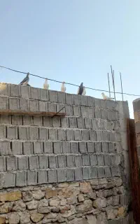 کفتر برای فروش بازدید‌لنده
