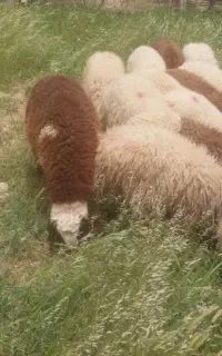 ۲۲ عدد بره