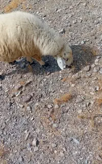میش آبستن