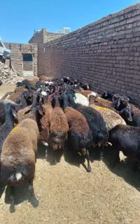 ۶۰راس میش افشار