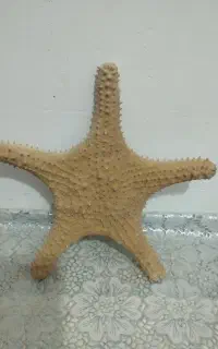 ستاره دریایی