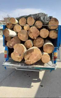 خرید چوب و ضایعات باغ نقد از ساقه دست به بالا