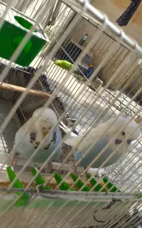 یک جفت مرغ عشق انگلیسی