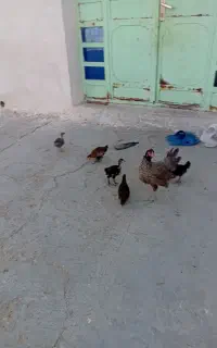 خروس گردن لخت پاپر