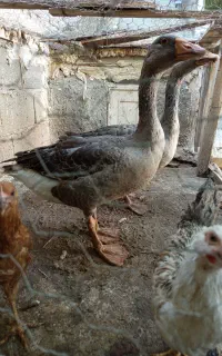 دو عدد غاز 6ماهه