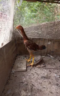 جوجه لاری