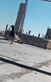 کبوتر