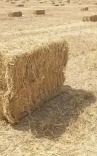 پریس کاه