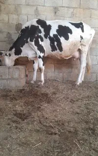 گاو شیری بدونه گوساله ابستن۳ماه