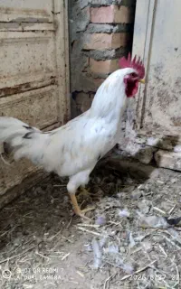 خروس اصل برهما سفید