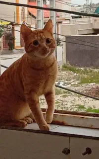 گربه ام گم شده یابنده مژدگانی عالی دریافت میکنه