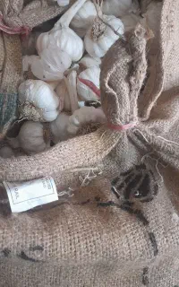 سیر بذری