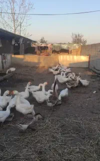 غاز دوساله 4500