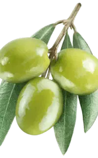خریدار زیتون خام