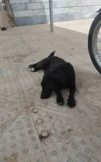 سگ پاکوتاه