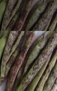 باقالی تازه چین پاچ باقلا