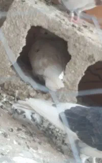 کبوتر گم شده