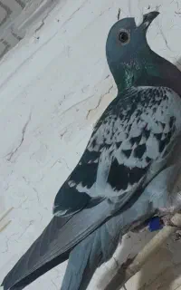 کبوتر