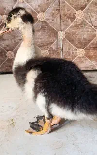 اردک