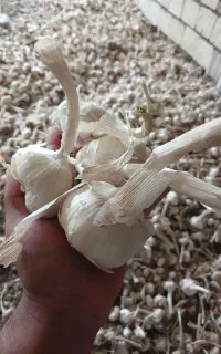 فروش ۷۰۰ کیلو سیر خشک درجه یک محصول امسال