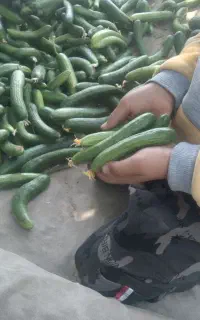 خیار شوری اعلابا سالادی رایگان