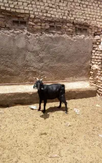 بز چاق