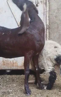 بز ابستن سنگین