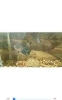 ماهی