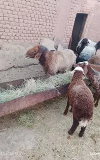 قوچ همو به شرط