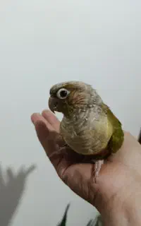 گرینجیک آناناسی رام و سخنگو تست دار