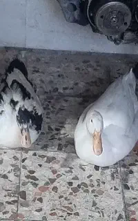 دوعدد اردک