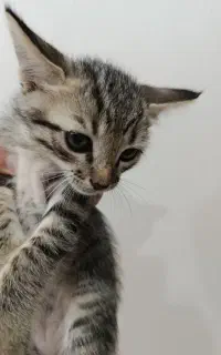 واگذاری گربه dsh