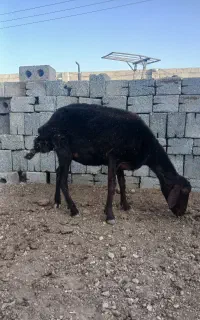 میش