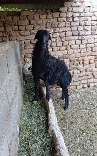 بره قوچ