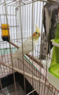 عروس هلندی