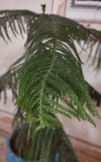 فروش گل طبیعی سرحال و سالم با کمترین قیمت