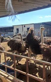 گوشت شترمرغ