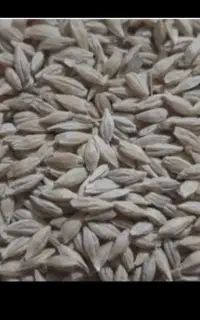جو فروشی