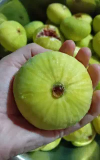 انجیر سفید درشت و شیرین کیلویی ۱۵۰