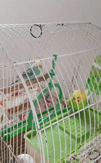 مرغ عشق ماده