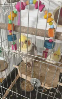 دو جفت عروس هلندی با هفت تخم