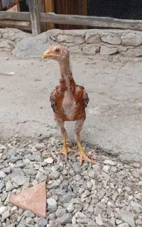جوجه لاری اصل دونیم ماه