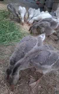 غاز  ۲ ماه و نیمه
