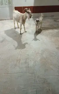 بز زاییده