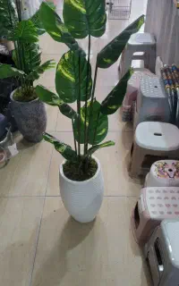 برگ باباآدم گلدان