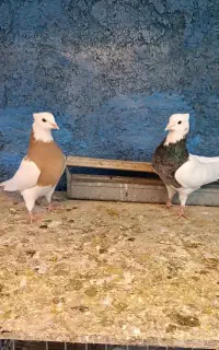 طوقی کرمانشاهی