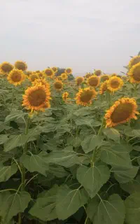 آفتاب گردان اس 400