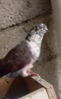 2 عدد کبوتر پرشی صید شده