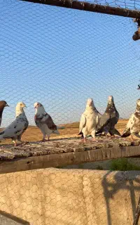 کبوتر