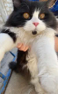 گربه ماده 6ماهه